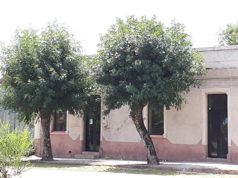 Lee más sobre el artículo La noche del murciélago